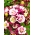 Nắp ca-pô của Granny "Winky Red White" - hoa kép; đại tràng - Aquilegia vulgaris - hạt