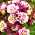 Babičev pokrovček "Winky Red White" - dvojni cvetovi; columbine - Aquilegia vulgaris - semena