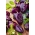 פלפל "נוקטורן" - פרי סגול כהה, משולש - Capsicum L. - זרעים