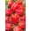 Lada "Ozarowska" - merah, varietas manis - 90 biji - Capsicum L.