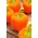 พริกหวาน 'ลาเมีย' - พันธุ์ส้มสำหรับเพาะปลูกในอุโมงค์และบนทุ่ง - Capsicum annuum - Lamia - เมล็ด