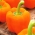 Tatlı biber 'Lamia' - tünellerde ve tarlada ekim için portakal çeşidi - Capsicum annuum - Lamia - tohumlar