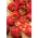 פלפל "טרפז" - מגוון אדום המייצר פירות גדולים - Capsicum L. - זרעים