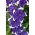 Tarhapetunia Illusion - sininen - Petunia hyb. multiflora nana - siemenet
