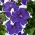 Taman petunia "Illusion (Illusion)" - biru - Petunia hyb. multiflora nana - biji