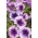 Garden petunia "Rainbow (Tęcza)" - purple