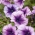 Bahçe petunya "Gökkuşağı (Gökkuşağı)" - mor - Petunia hyb. grandiflora nana - tohumlar