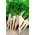 Peterselie - Dobra -  Petroselinum crispum - Dobra - zaden