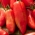 Tomato "Cornabel F1" - tall, greenhouse variety - 15 seeds