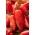 الطماطم "Cornabel F1" - مجموعة متنوعة من أشجار الدفيئة - 15 بذرة - Lycopersicon esculentum Mill  - ابذرة