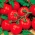 Dwarf field tomato "Etna F1"