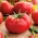 Tomato "Hubal" - field variety ideal for preserves