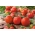 Tomate 'Pelican' - eine universelle Sorte für den Anbau im Freiland, Gewächshäuser oder Tunnel