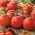 Tomat "Pelikan" - varietate universală pentru cultivarea serelor, a tunelurilor și a câmpului - Lycopersicon esculentum  - semințe