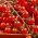 Tomaat - Sweetbaby - Lycopersicon esculentum Mill  - zaden