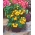 Mini Garden - Gelbe Kirschtomate - für den Anbau auf Balkonen und Terrassen - 