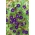 Спільна ранкова слава "Дідуся Отта"; Висока ранкова слава, фіолетова ранкова слава - 40 насіння - Ipomea purpurea