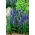 Veronica, Speedwell Blue - bulb / tuber / rădăcină - Veronica spicata
