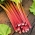 Rhubarbe des jardins - Victoria - 34 graines - Rheum rhabarbarum
