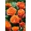 Grm ruža - sadnica narančaste boje - 