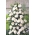 Klatrerose - hvitpotet frøplante - 