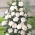 Klatrerose - hvitpotet frøplante - 
