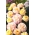 Αναρρίχηση τριαντάφυλλο - λεμόνι-κίτρινο - ροζ - γλάστρες με γλάστρες - 