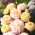 クライミングローズ-レモンイエロー-ピンク-鉢植えの苗 - 
