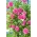 クライミングローズ-ピンク-鉢植えの苗 - 