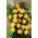 Пењачка ружа - садница жуте боје - 