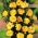 Rosier grimpant - jaune - semis en pot - 