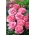 庭のマルチフラワーローズ-ピンク-鉢植えの苗 - 