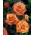Садовая многоцветковая роза - желто-оранжевая - горшечная рассада - 