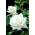 Lielziedu roze - balta - ar podu stādu - 