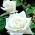 Μεγάλο άνθος τριαντάφυλλο - λευκό γλάστρες δενδρύλλιο - 