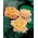 Rosa a fiore grande - giallo limone-rosa - piantina in vaso - 