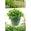 Mini zahrada - rukola - pro pěstování na balkonech a terasách; raketa -  Eruca sativa - semena