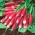 Radish "Mila" - crvena s bijelim vrhom - 850 sjemenki - Raphanus sativus L. - sjemenke