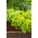 Салат масляний "Edyta Ozarowska" - великий і яскраво-зелений - 900 насінин - Lactuca sativa L. var. capitata  - насіння