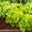 Зелена салата "Едита Озаровска" - велика и живо зелена - 900 семена - Lactuca sativa L. var. capitata 