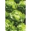 バターヘッドレタス「レント」 - 通年栽培用 -  900種子 - Lactuca sativa L. var. Capitata - シーズ