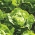 Hlávkový šalát "Lento" - SEED TAPE - Lactuca sativa L. var. Capitata - semená