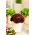Mini Bahçe - Kırmızı marul - balkon ve teras yetiştiriciliği için -  Lactuca sativa var. Foliosa - tohumlar