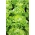Salată verde "Apia" - ideal pentru sandvișuri - 270 de semințe - Lactuca sativa L. var. Capitata