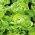 Salat Hode - Appia - 270 frø - Lactuca sativa L. var. Capitata