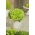 미니 가든 - 상추 잎 상추 - 녹색, 부드럽고 다양한 잎 - 발코니와 테라스 재배 용 -  Lactuca sativa var. Foliosa - 씨앗