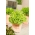 迷你花园 - 切叶生菜 - 绿色，卷曲品种 - 阳台和露台种植 -  Lactuca sativa var. Foliosa - 種子