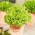 Mini Garden - Selada untuk daun potong - hijau, berbagai keriting - untuk budidaya balkon dan teras -  Lactuca sativa var. Foliosa - biji