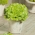 مینی باغ - سالاد برای برگ های برش - انواع سبز و صاف - برای بالکن و تراس کشت -  Lactuca sativa var. Foliosa - دانه