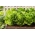 מיני גן - חסה רומיין - למרפסת ולטיפוח טרסות -  Lactuca sativa var. Romana - זרעים
